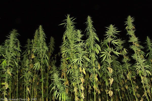 [Image: Ketama-Cannabis-ByNight.jpg]