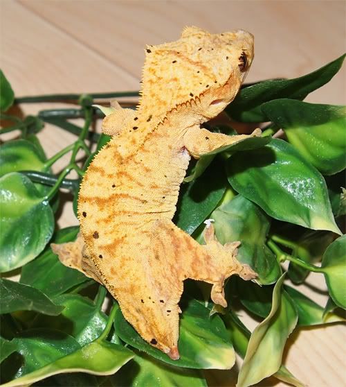 yellowfemale.jpg
