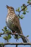 Song_Thrush_Nigel_Pye.jpg