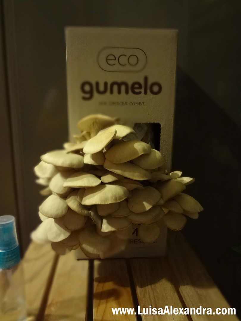 Gumelo photo DSC06274.jpg