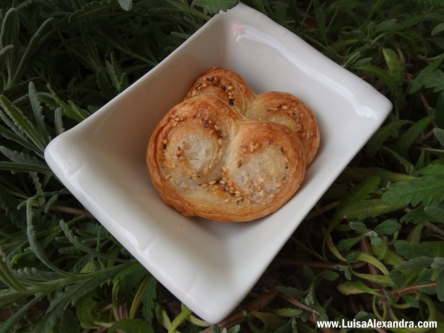 Palmiers com Sementes photo DSC09984.jpg