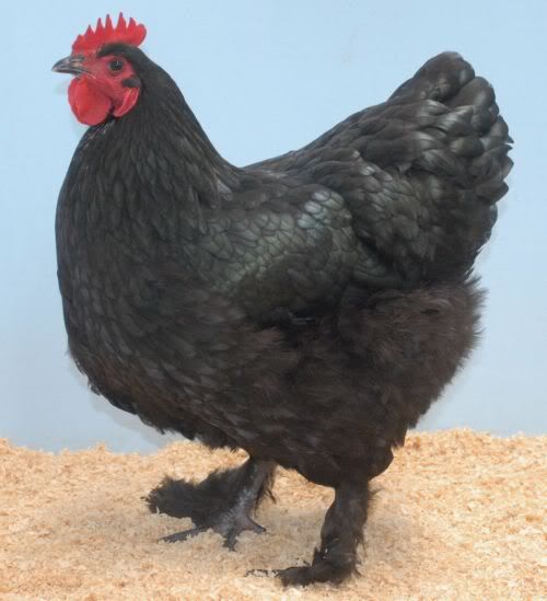 Blue Langshan Chicken