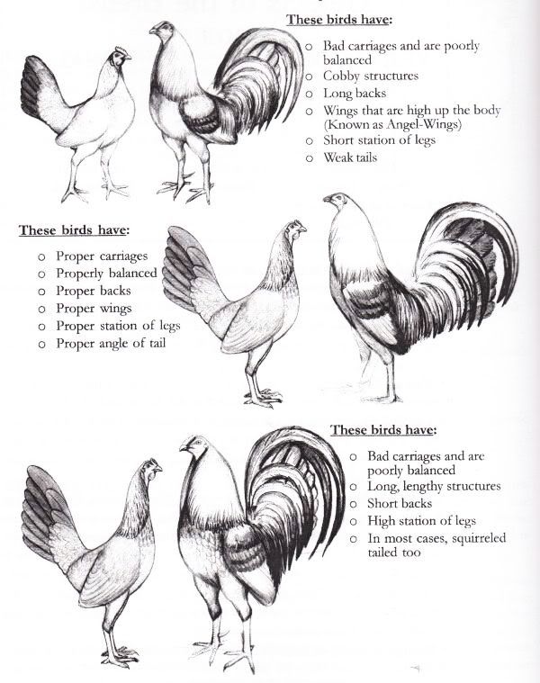 how to line breed gamefowl