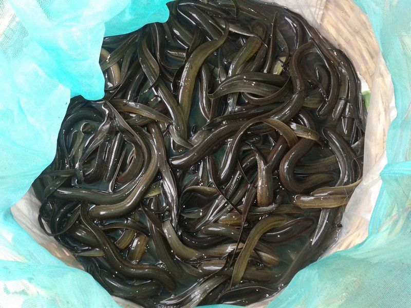 luon%2016.jpg luon%2016.jpg