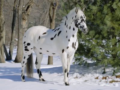 1107542Appaloosa-Horse-in-Snow-Illi.jpg Appaloosa image by Paintball_Hurts