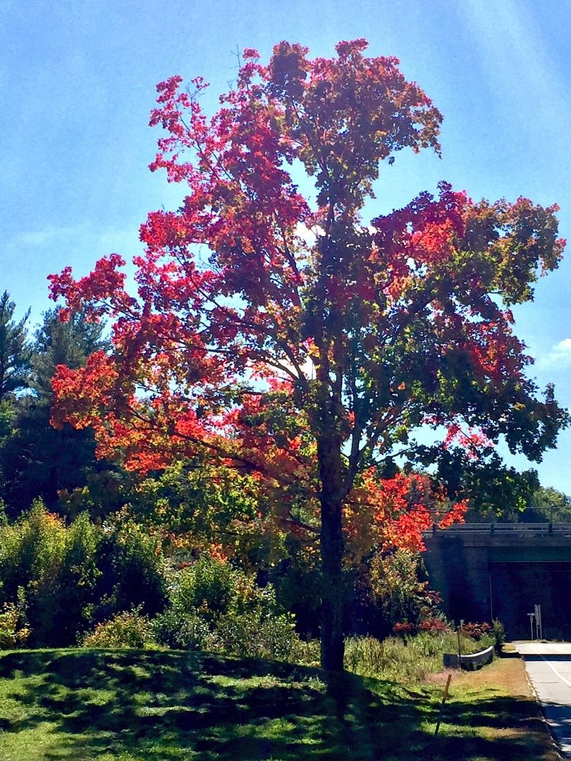 [Image: FullSizeRender%208.jpg]