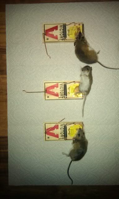 3mice.jpg