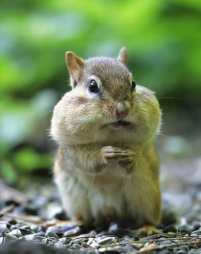 Chipmunk pictures, Chipmunk photo gallery, Photos of Chipmunk , Photos of Chipmunk , Pictures of Chipmunk 