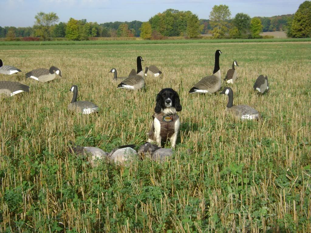 DSC00079.jpg?t=1254070110