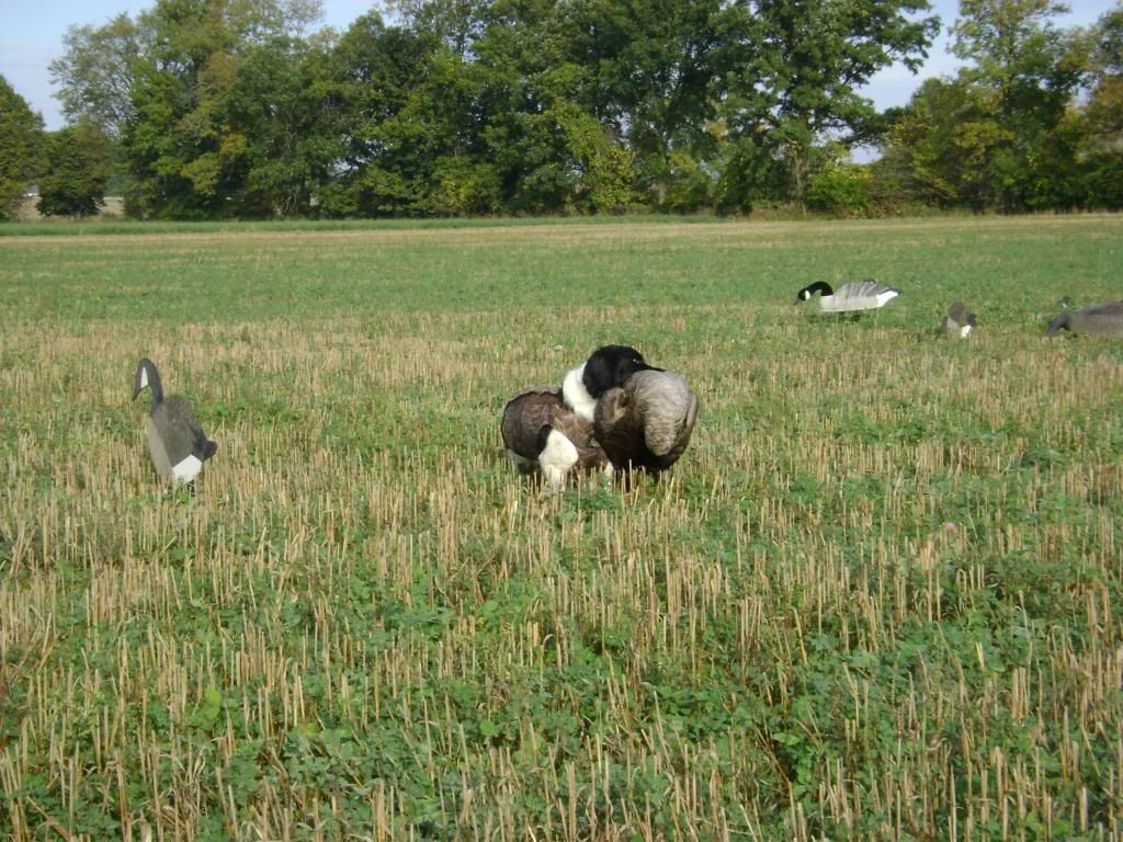 DSC00080.jpg?t=1254070145