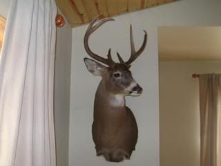 DSC00247.jpg?t=1269970205