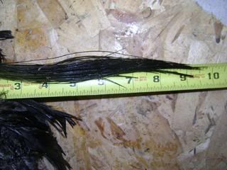 DSC00258.jpg?t=1272820183