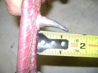 DSC00260.jpg?t=1272820156