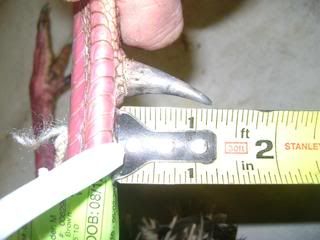 DSC00261.jpg?t=1272820119