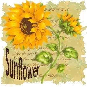  photo sunflower-3.jpg