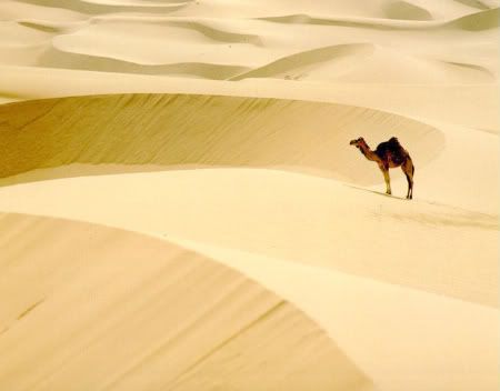 94_DromedaryCamel-On_desert.jpg