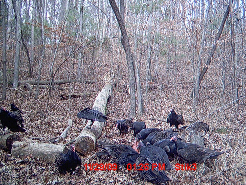 trailcamgutpile09018.jpg