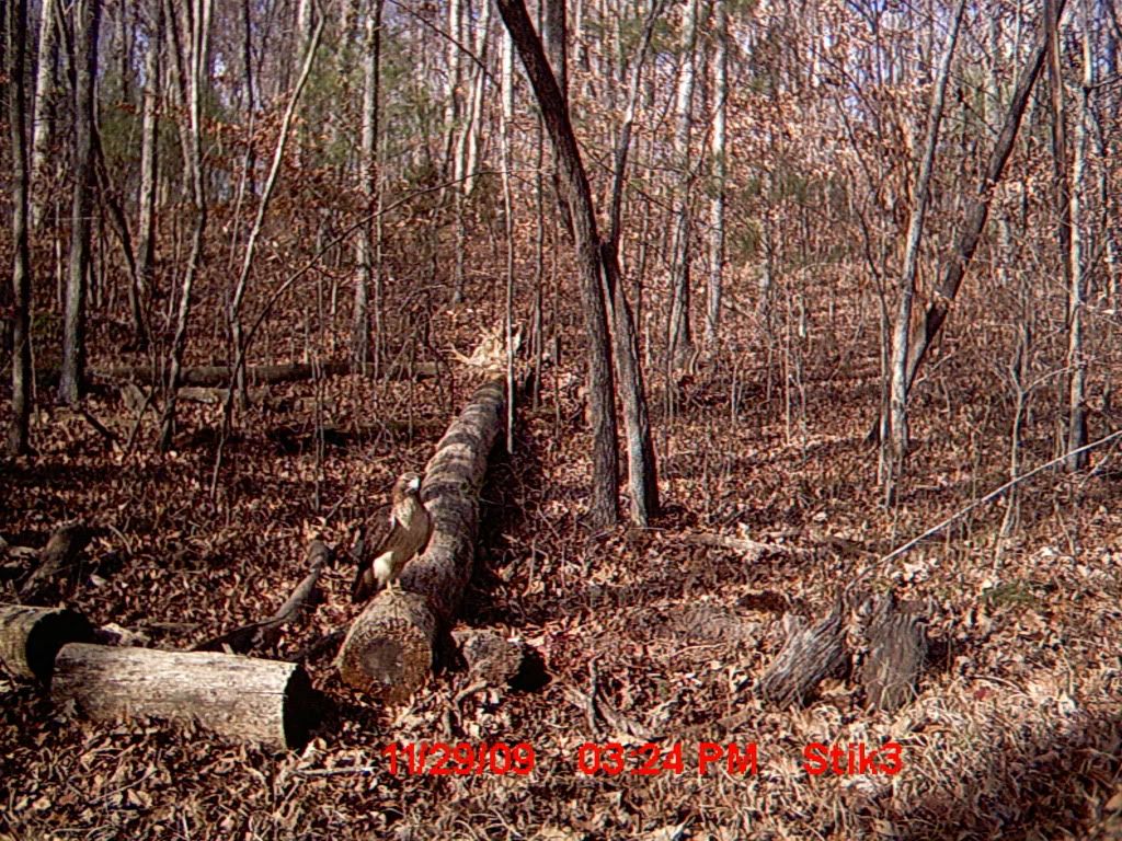 trailcamgutpile09051.jpg