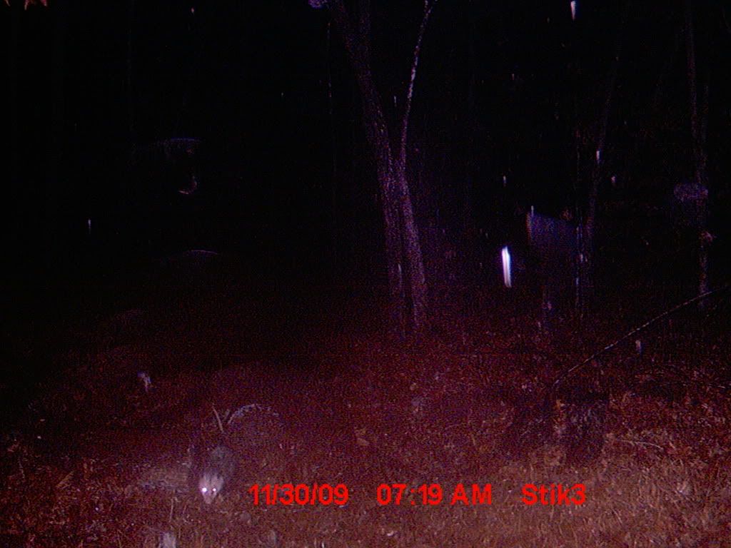 trailcamgutpile09059.jpg