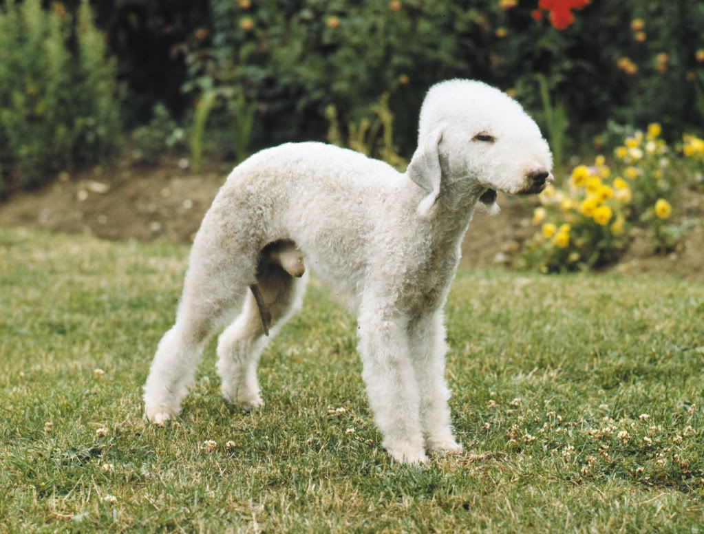 Bedlington-Terrier.jpg