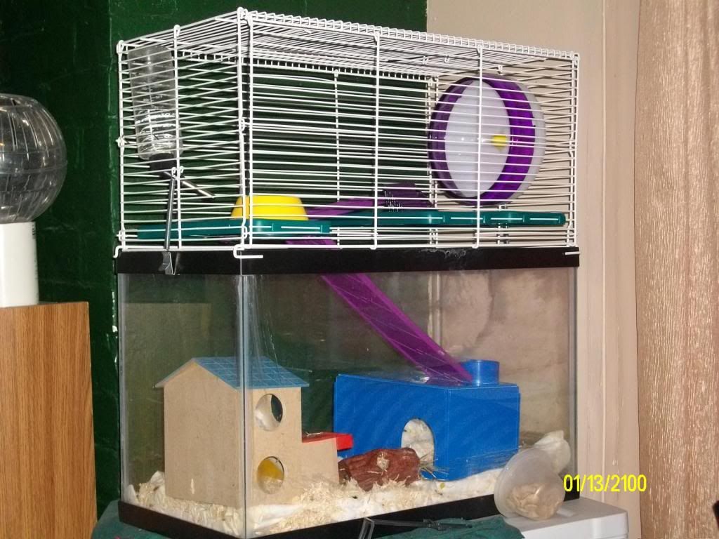 Jabbas tank topper came! Hamster Central