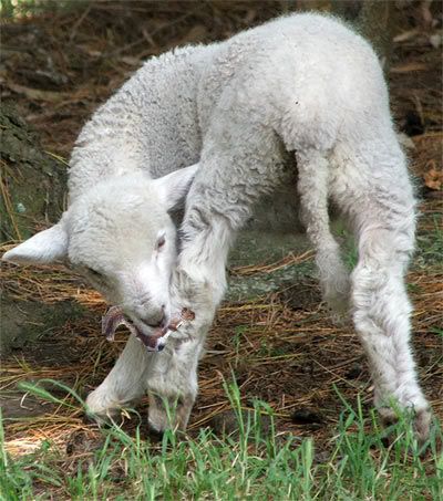 lamb-fred.jpg