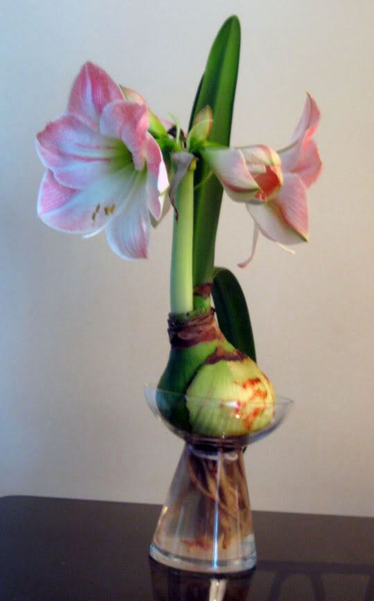 20071209_amaryllis.jpg picture by suzanders