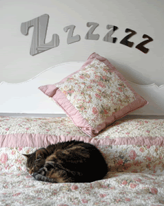 Phoebe-Zzzzzz.gif picture by suzanders