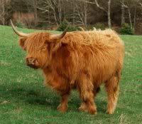 Highland Cattle