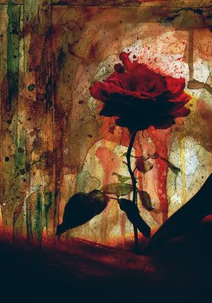 redrosebydarklylitox41hi6.jpg