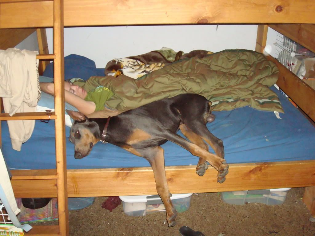 Dobes on Beds! Doberman Forum Doberman Breed Dog Forums