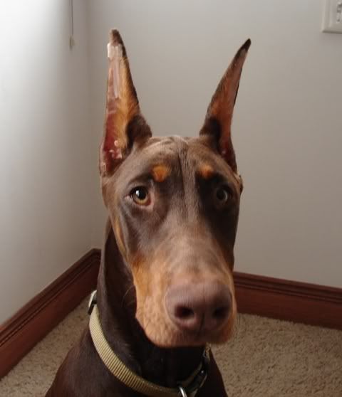 posting doberman ears with breathe right strips