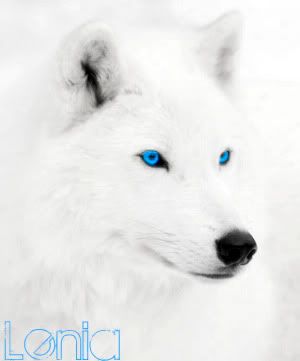 White_Wolf-2-1.jpg image by XxNyAxX143