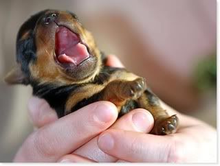 New Born Rott. Pictures, Images and Photos