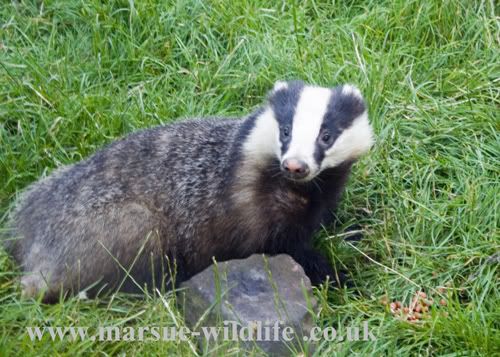 Forum Image: http://i228.photobucket.com/albums/ee289/suetimmins/Badger.jpg