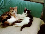 thKatzen4.jpg