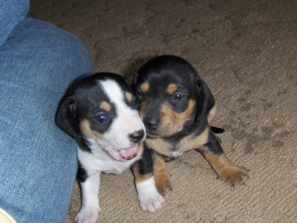 puppy4sale puppy4sale