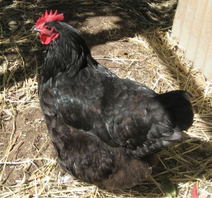 By the way I#39;m in Australia. chicken breeds australia with pictures. By the way I#39;m in Australia.