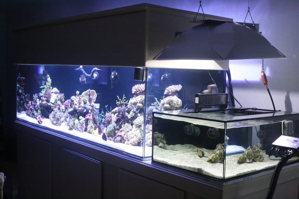 Beside The Tank Display Refugium??? - Reef Central Online Community