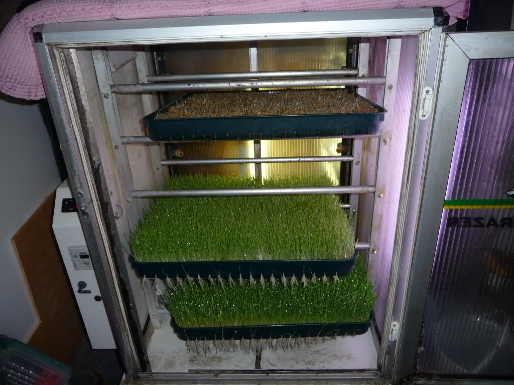 Barley Grass Growing Graphics Code | Hydroponics Barley Grass Growing ...