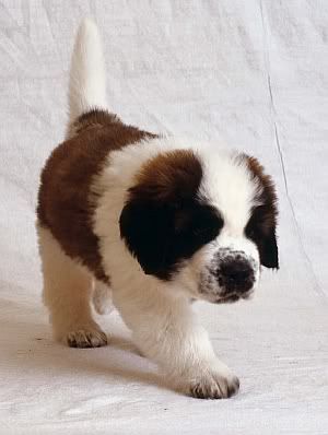 st bernard puppy form