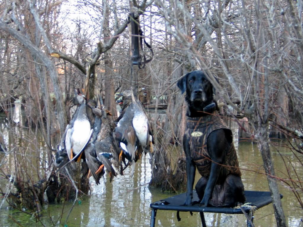 Dog stand for hunting Page 3