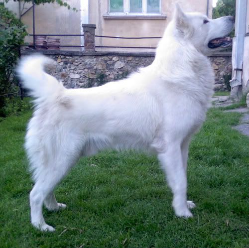 Slika