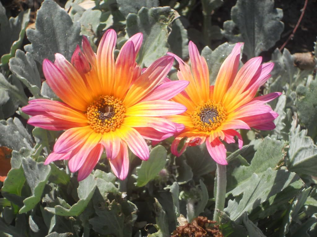 Beautiful flowers Pictures, Images and Photos