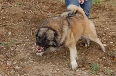 AussiE-media : This is one mean dog