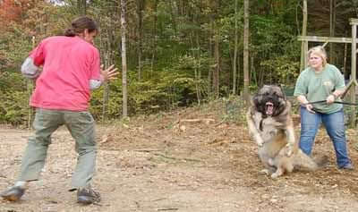 AussiE-media : This is one mean dog