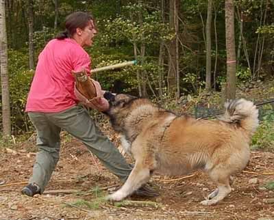 AussiE-media : This is one mean dog