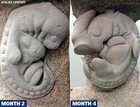 AussiE-media : Artists Amazing Wombs View Foetus Sculptures