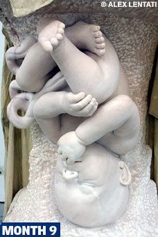 AussiE-media : Artists Amazing Wombs View Foetus Sculptures