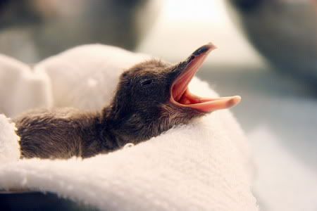 AussiE-media : Baby penguin born in Snow
